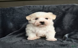 Maltese dogs for sale: Lucky - Image 2