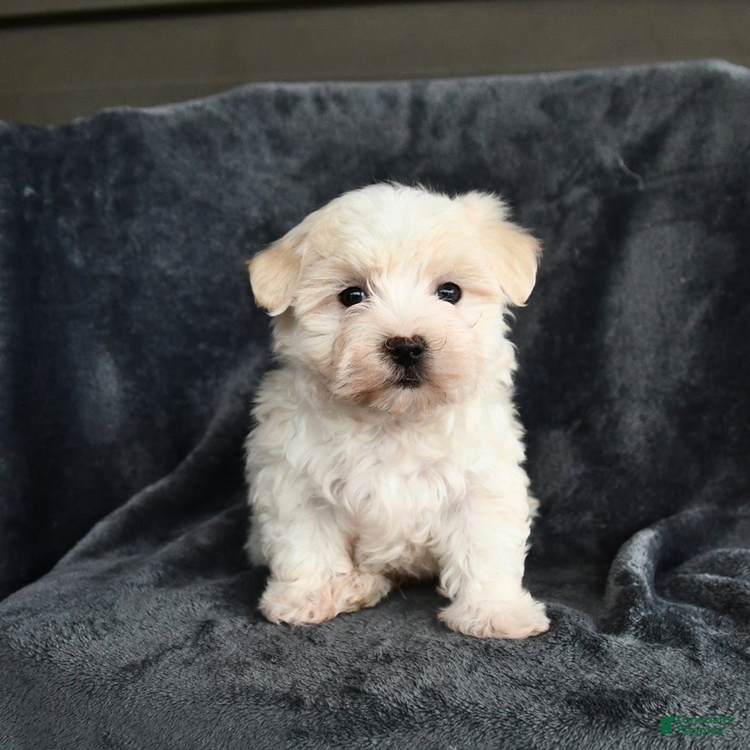Maltese dogs for sale: Lucky - Image 2