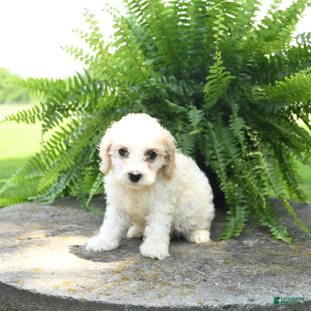 Cavachon dogs for sale: Opal - Image 4