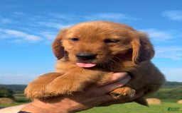 Golden Retriever dogs for sale: Chief - Image 1