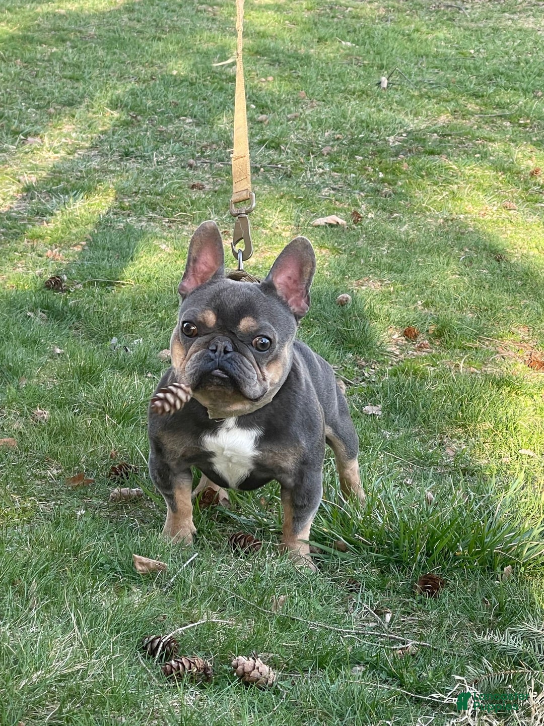 French Bulldog dogs for stud: Baby Yoda - Image 3