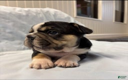 French Bulldog dogs for sale: Lady Cadet - Image 3