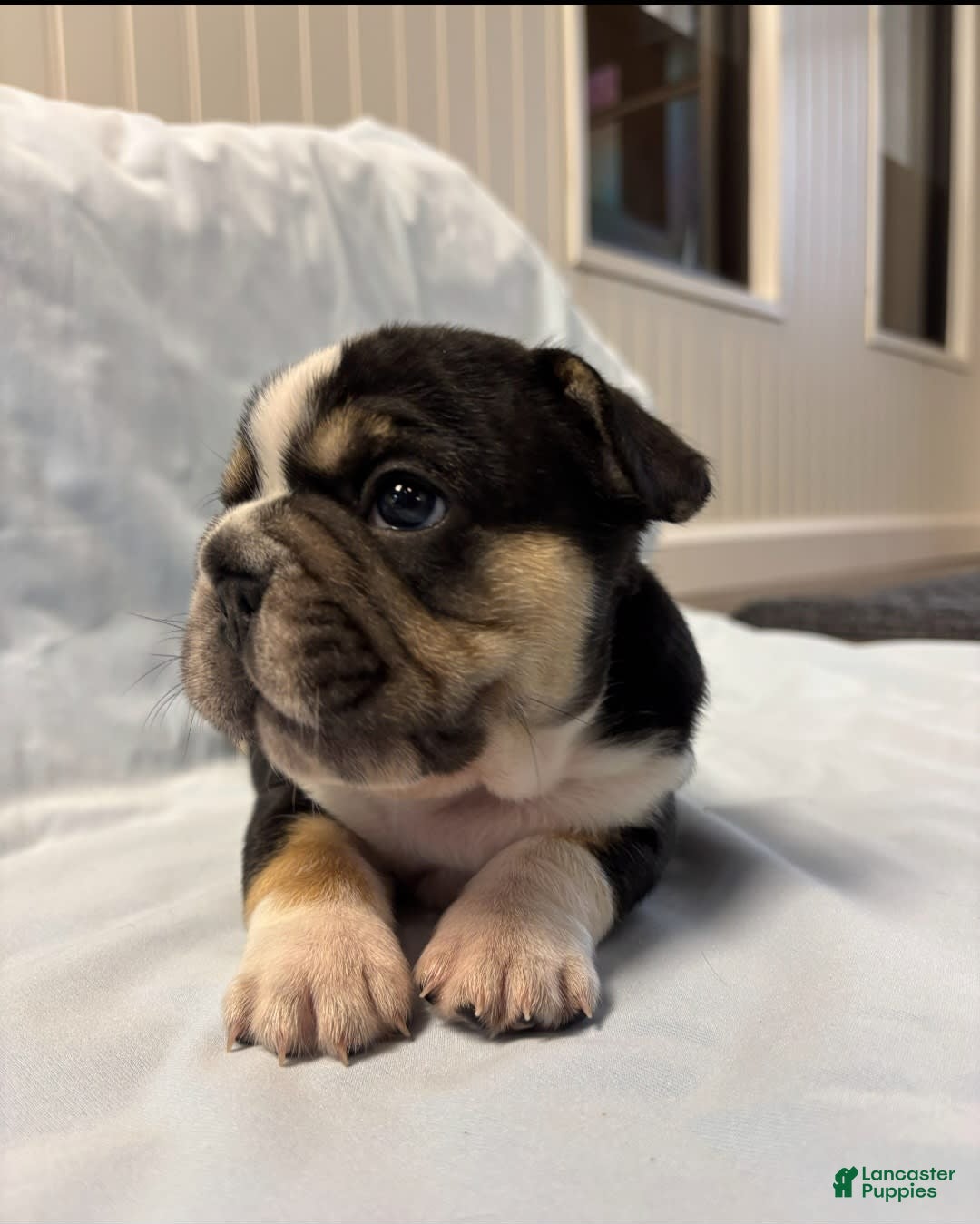French Bulldog dogs for sale: Lady Cadet - Image 3