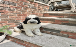Goldendoodle dogs for sale: Rex - Image 3