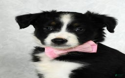 Miniature Australian Shepherd dogs for sale: Ellie - Image 8