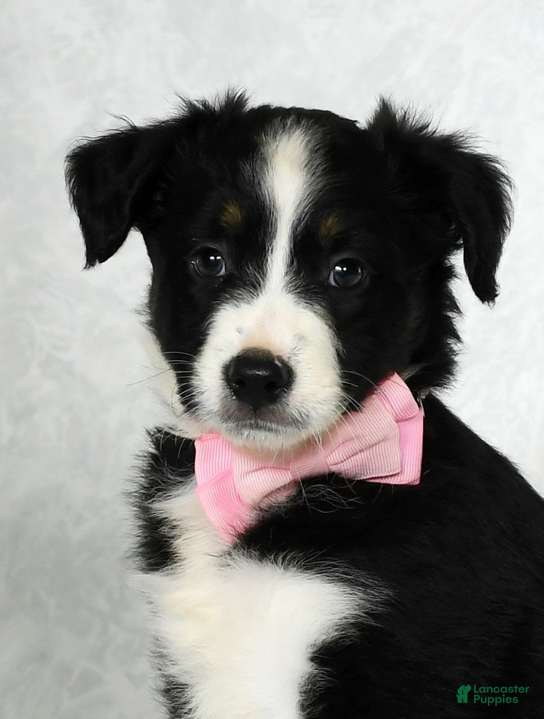 Miniature Australian Shepherd dogs for sale: Ellie - Image 8