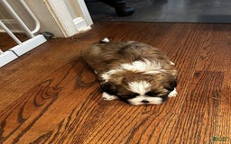 Shih Tzu dogs for sale: Jessie - Image 3