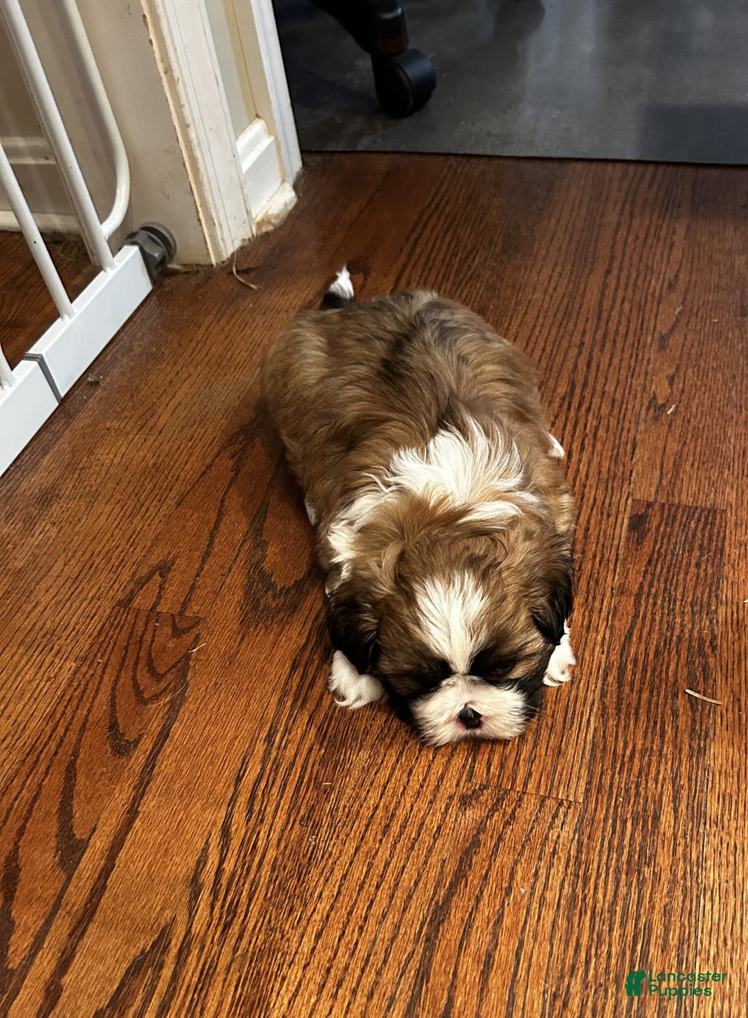 Shih Tzu dogs for sale: Jessie - Image 3
