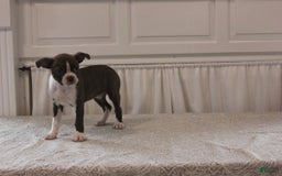Boston Terrier dogs for sale: Sugar - Image 13