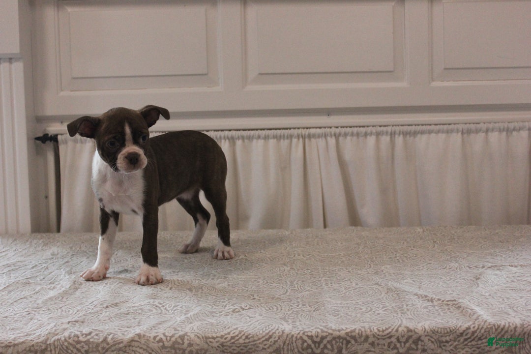 Boston Terrier dogs for sale: Sugar - Image 13
