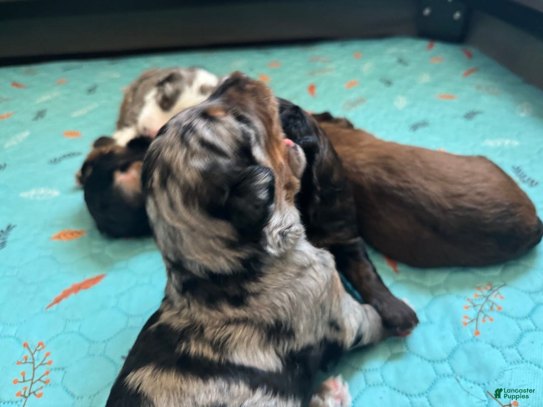 Bernedoodle dogs for sale: Merle Girl A - Image 4