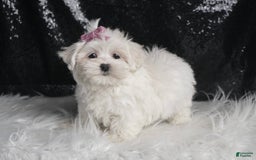 Maltese dogs for sale: Luna - Image 2