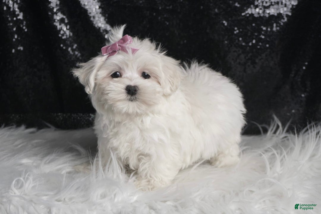 Maltese dogs for sale: Luna - Image 2