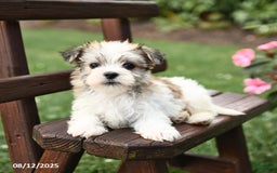 Morkie dogs for sale: Minnie - Image 3
