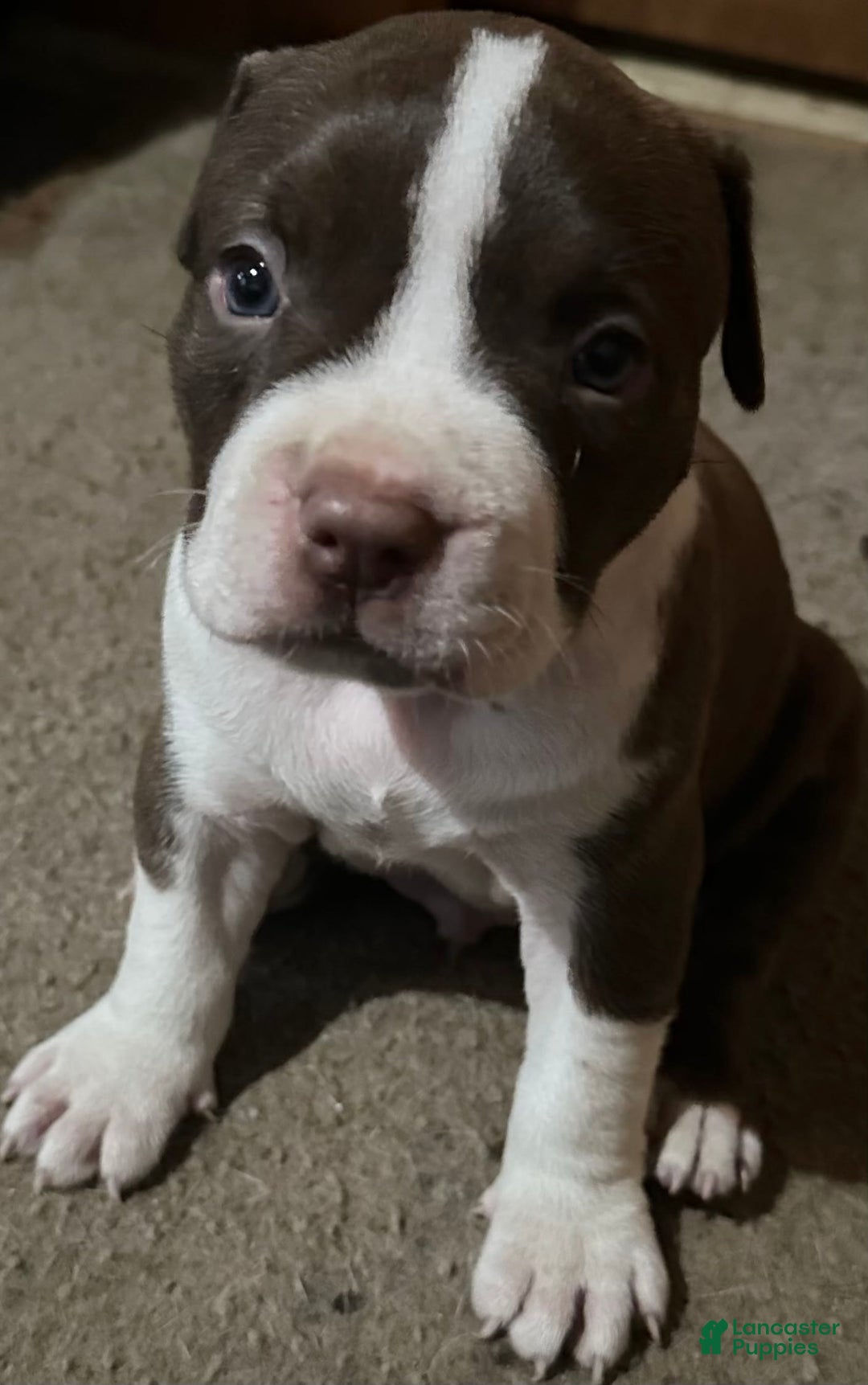 American Bully dogs for sale: Junior - Image 2