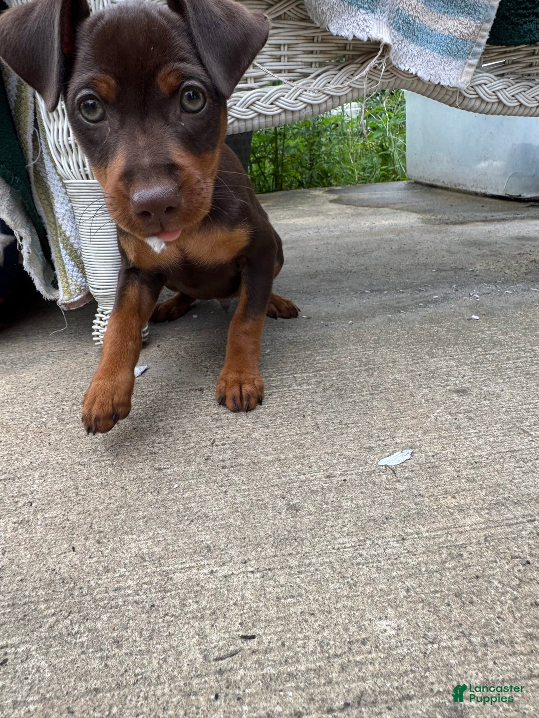 Miniature Pinscher dogs for sale: Rufus - Image 2