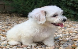 Teddy Bear dogs for sale: Cloud - Image 8