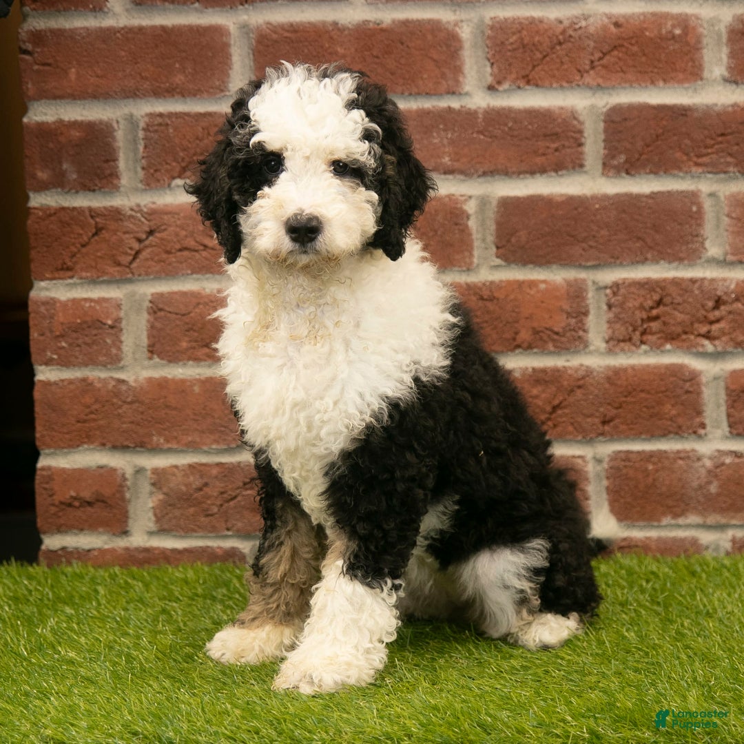 Mini Bernedoodle dogs for sale: Brooklyn - Image 15