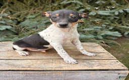 Rat Terrier dogs for sale: Samson - Image 4