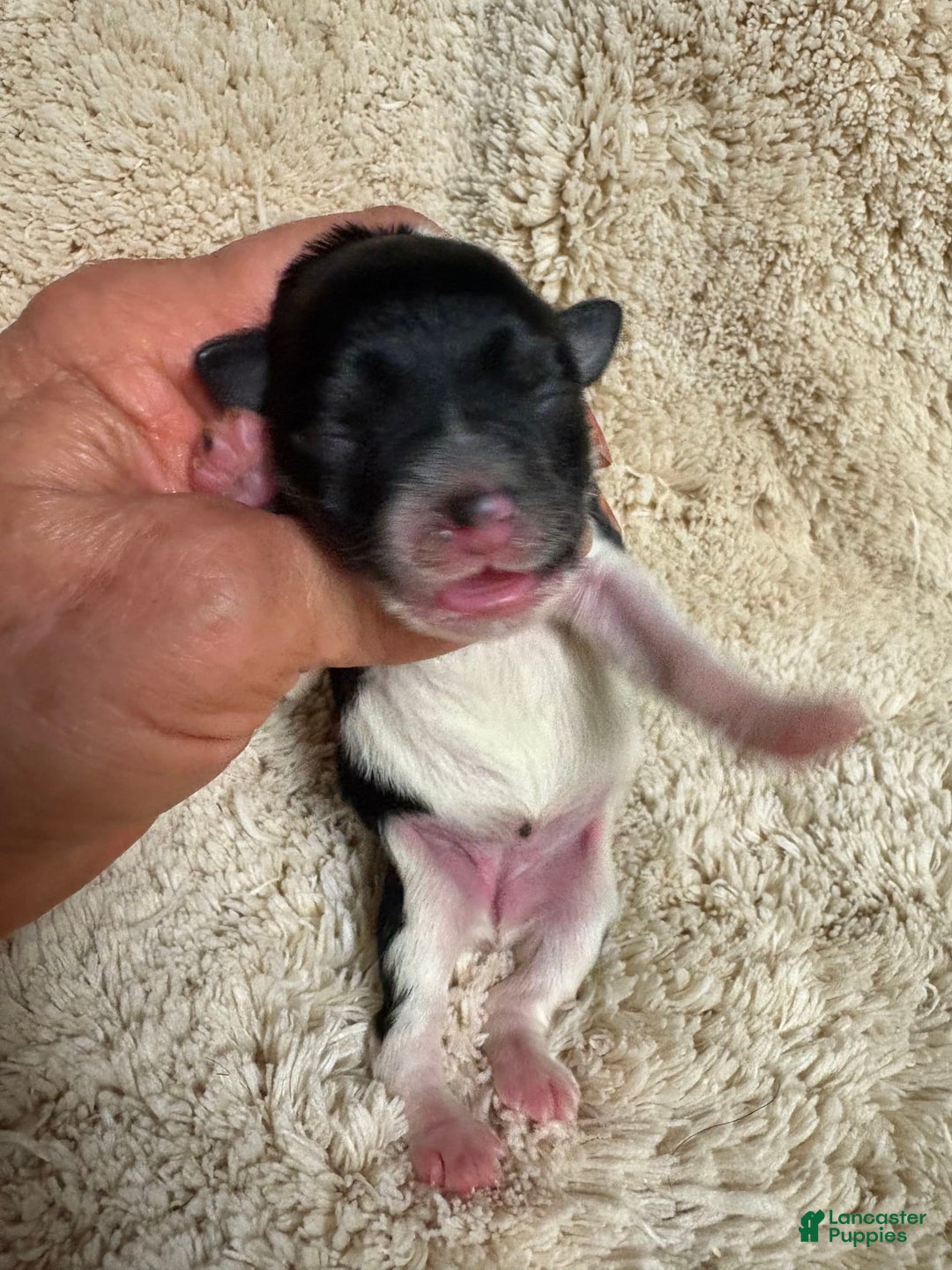 Miniature Schnauzer dogs for sale: Miniature Schnauzer 1 puppies - Image 1
