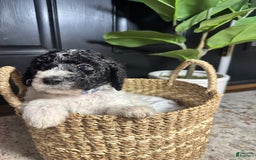 Standard Poodle dogs for sale: King - Image 1