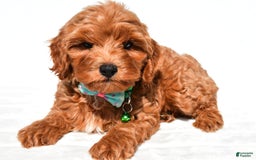 Cockapoo dogs for sale: Skye - Image 4