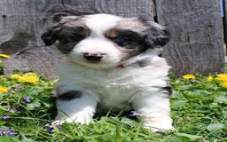 Miniature Australian Shepherd dogs for sale: Marshall - Image 3