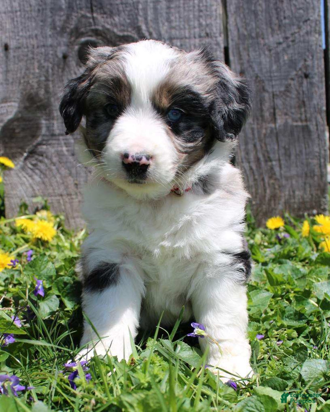 Miniature Australian Shepherd dogs for sale: Marshall - Image 3