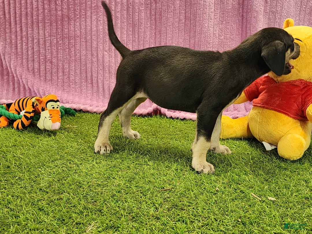 Catahoula Leopard Dog dogs for sale: Tess 2025 Female 6 - Image 14