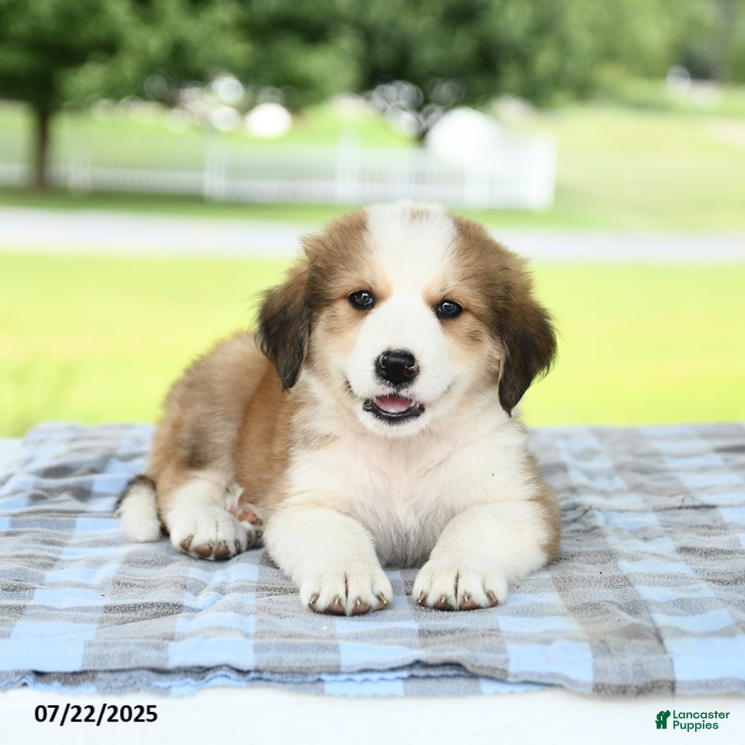 Great Pyrenees dogs for sale: Lilac - Image 2