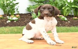German Shorthaired Pointer dogs for sale: Otis - Image 1