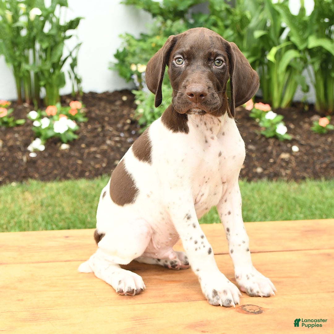 German Shorthaired Pointer dogs for sale: Otis - Image 1
