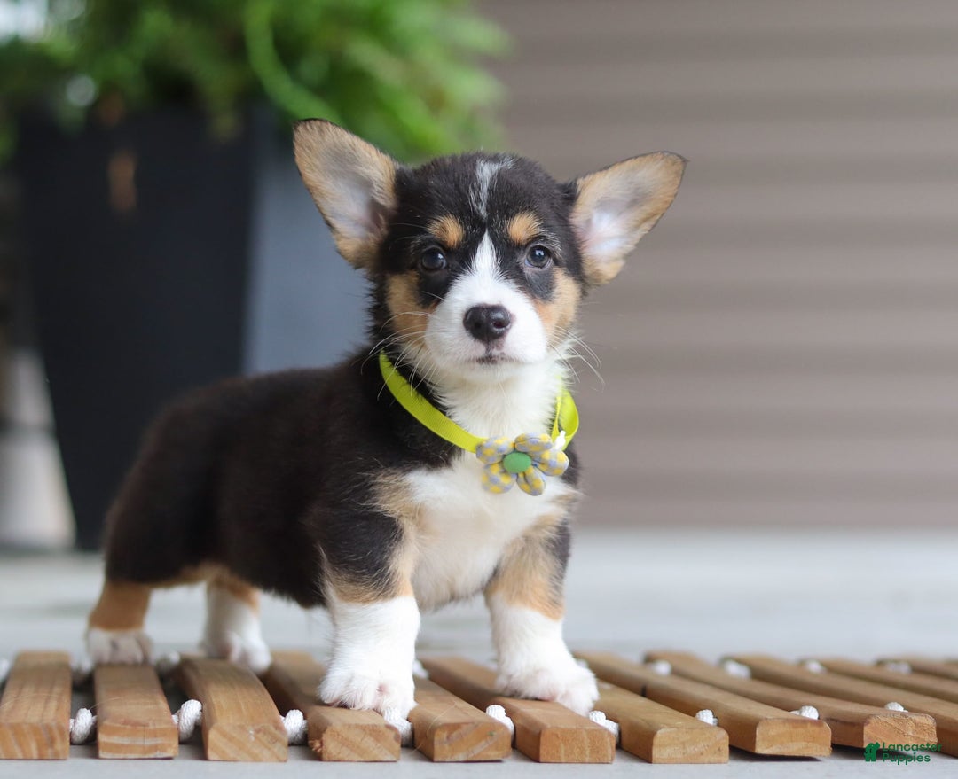 Welsh Corgi Pembroke dogs for sale: Bruno - Image 3