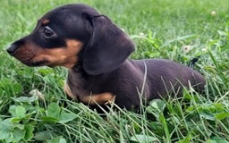 Miniature Dachshund dogs for sale: Davie - Image 1