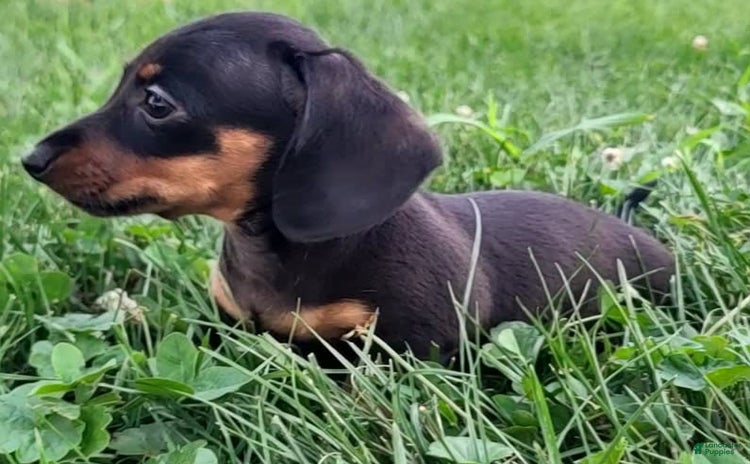 Miniature Dachshund dogs for sale - Ad 2
