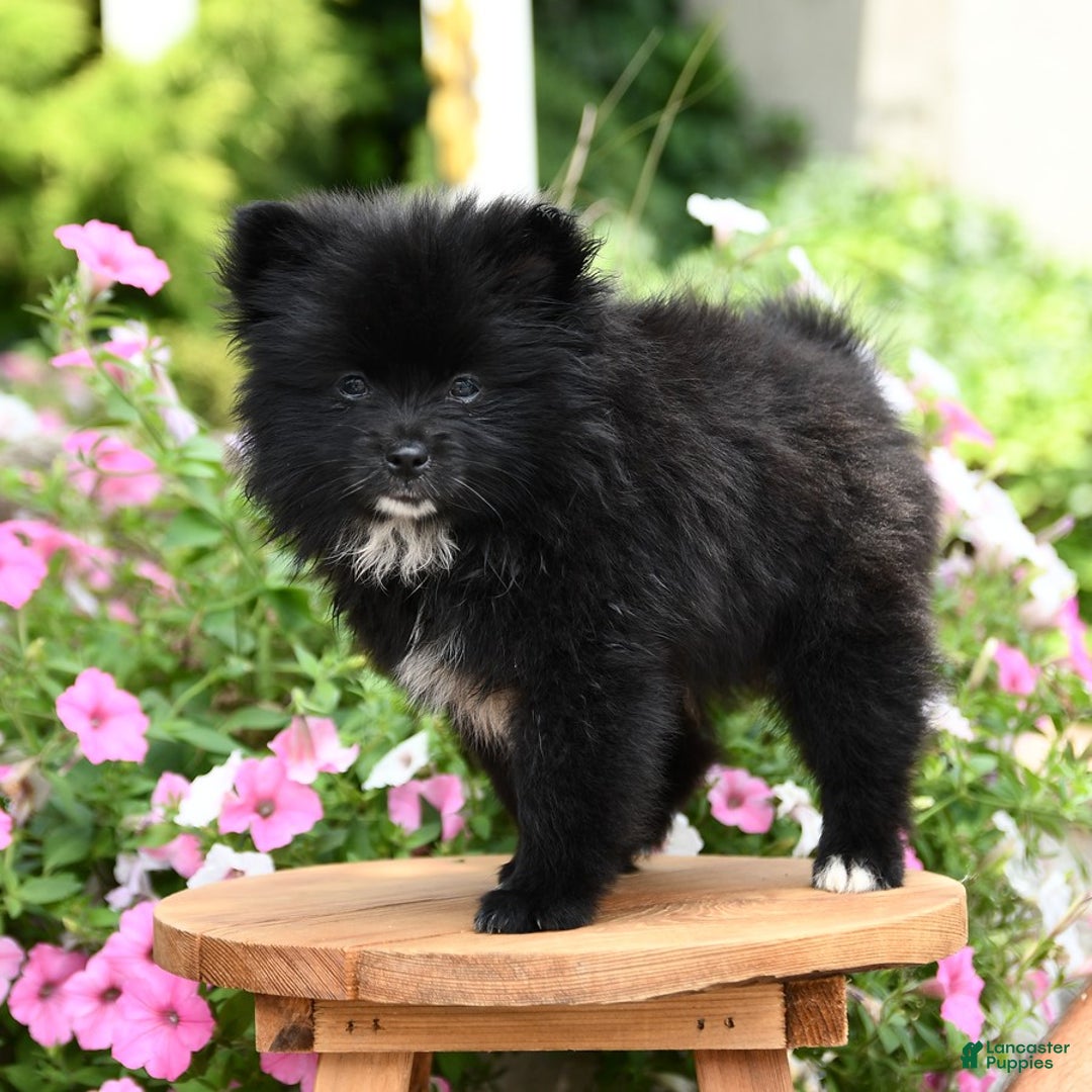 Pomeranian dogs for sale: Bear - Image 4