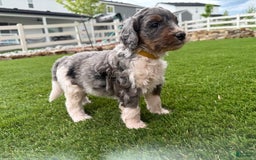 Bernedoodle dogs for sale: 4 - Image 6