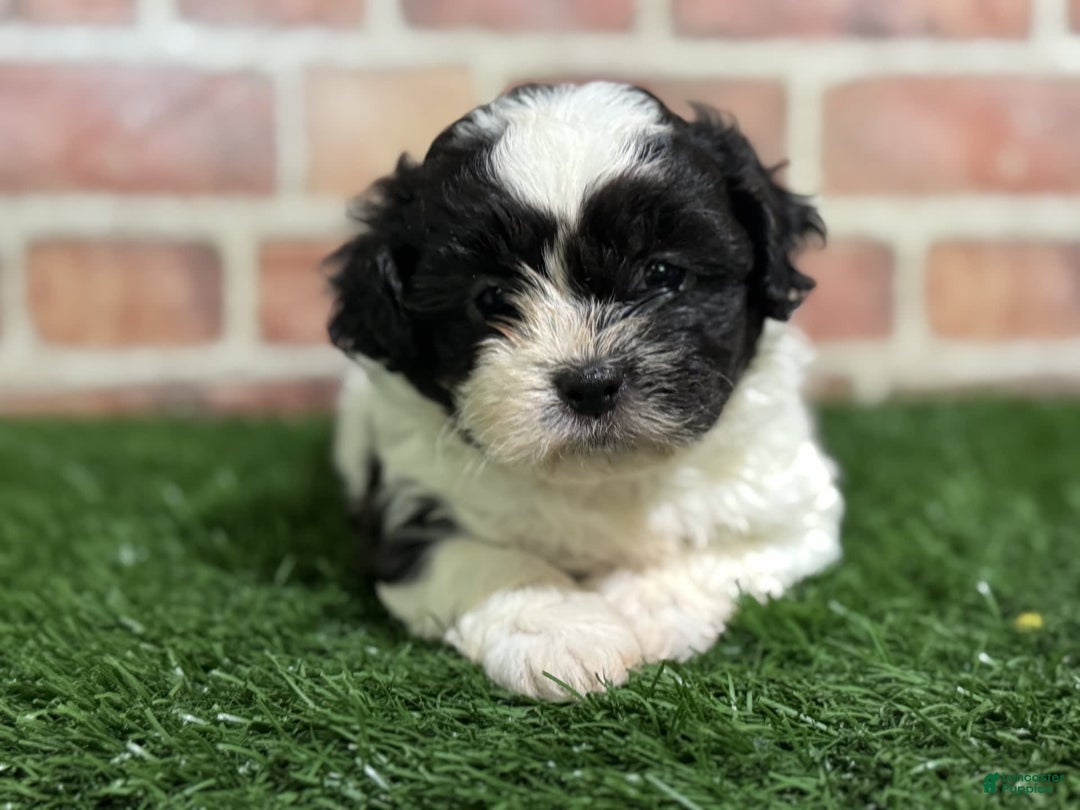 Shihpoo dogs for sale: Shih-Poo 3 puppies - Image 2