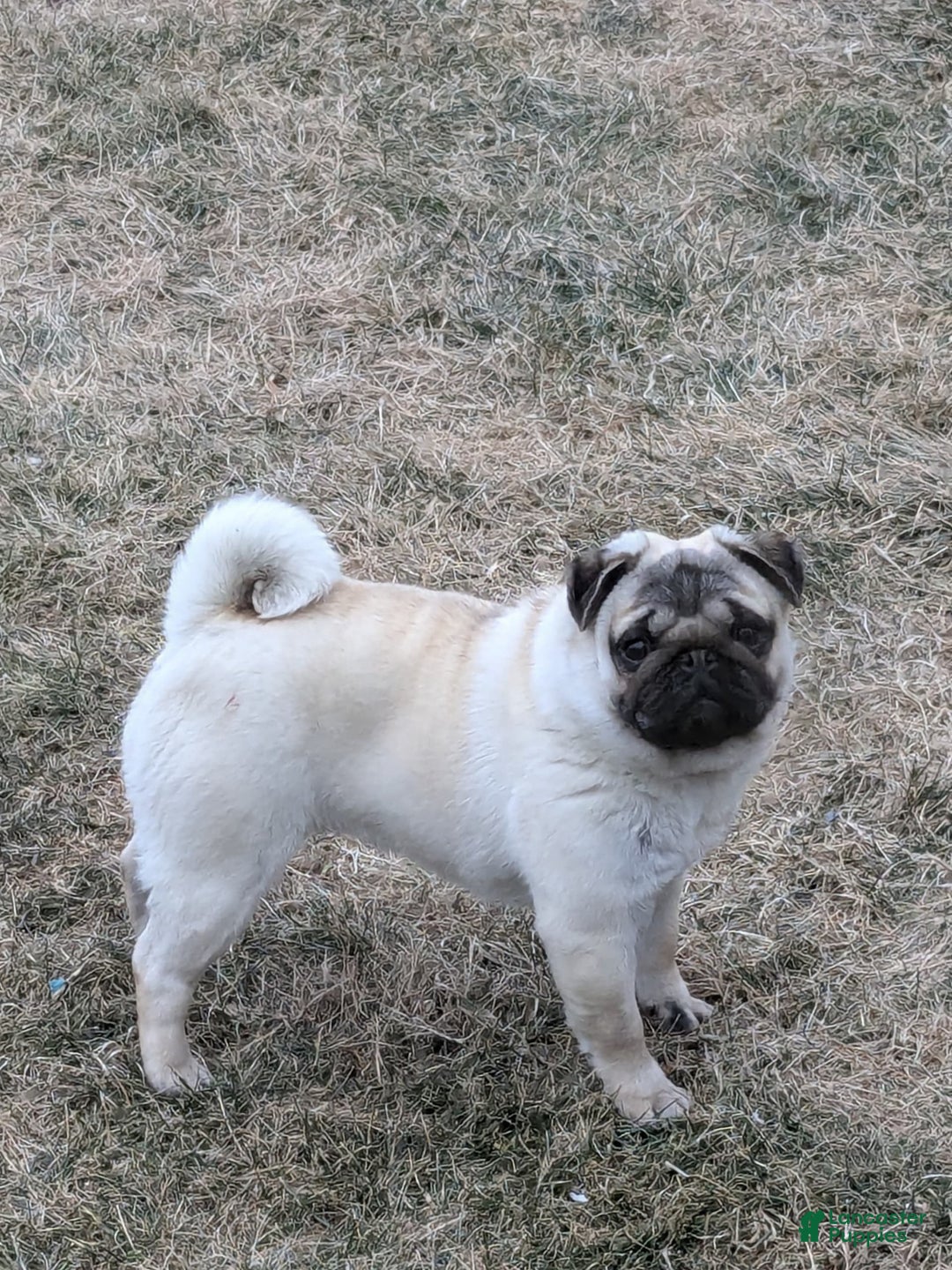 Pug dogs for sale: Bluebell - Image 8