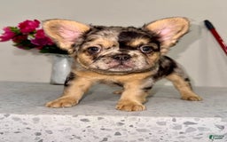 French Bulldog dogs for sale: Cj Fluffy Frenchie - Image 2