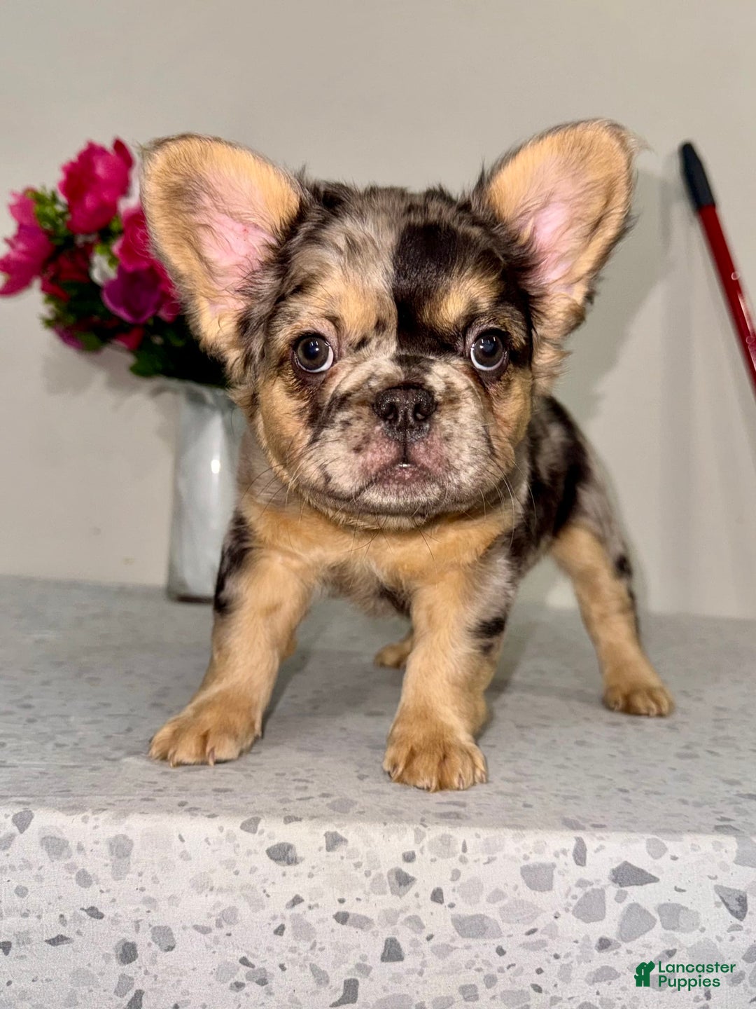 French Bulldog dogs for sale: Cj Fluffy Frenchie - Image 2
