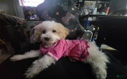 Toy Poodle dogs for sale: Nala - Image 4