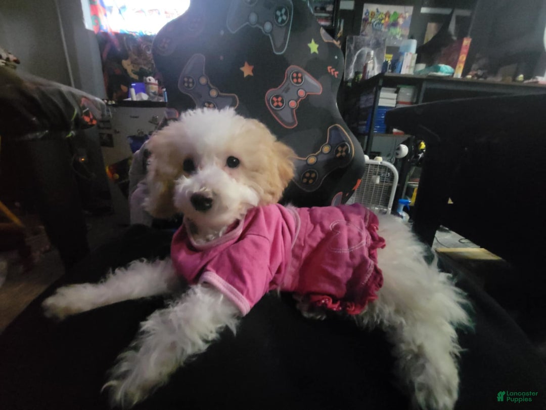 Toy Poodle dogs for sale: Nala - Image 4