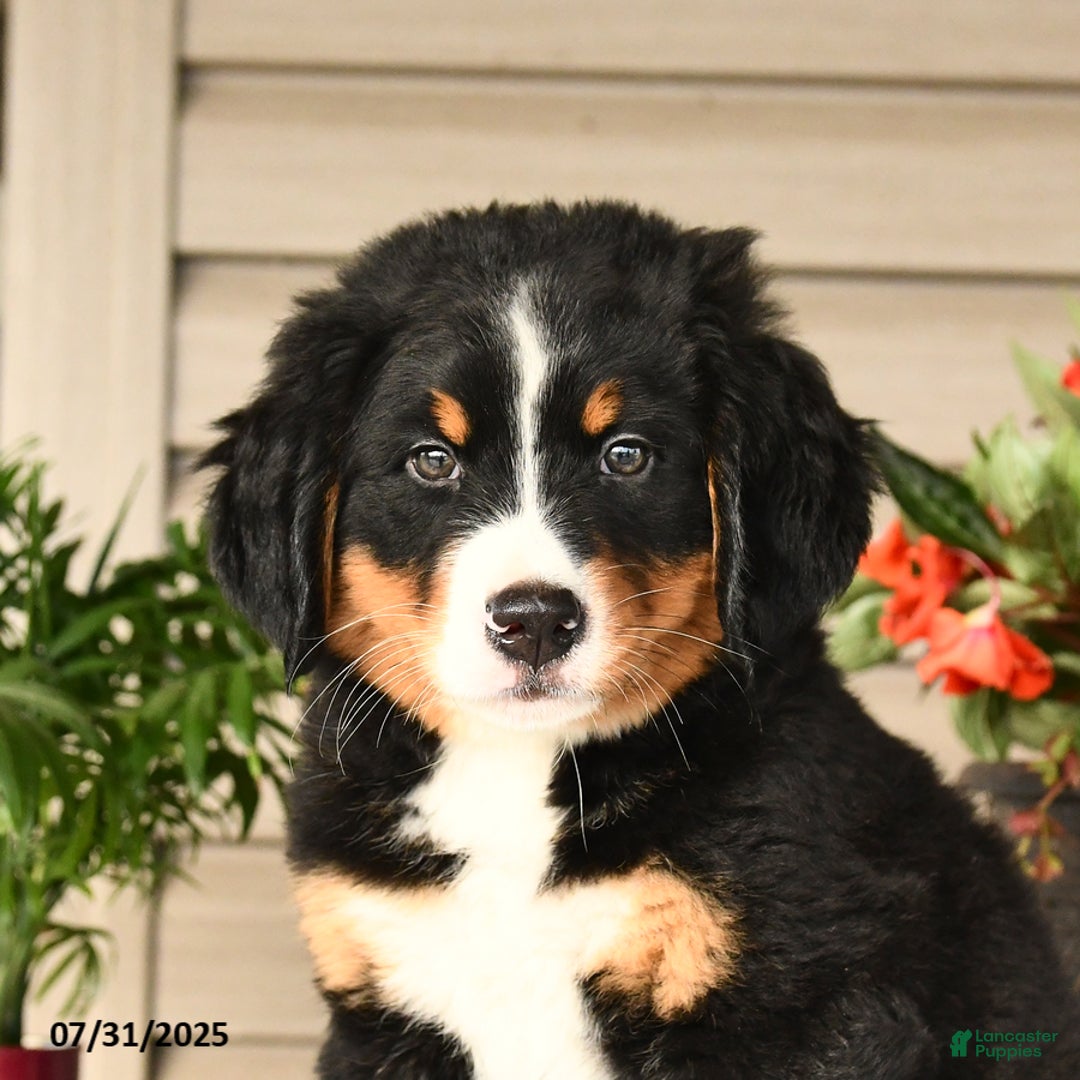 Bernese Mountain Dog dogs for sale: Bella - Image 10