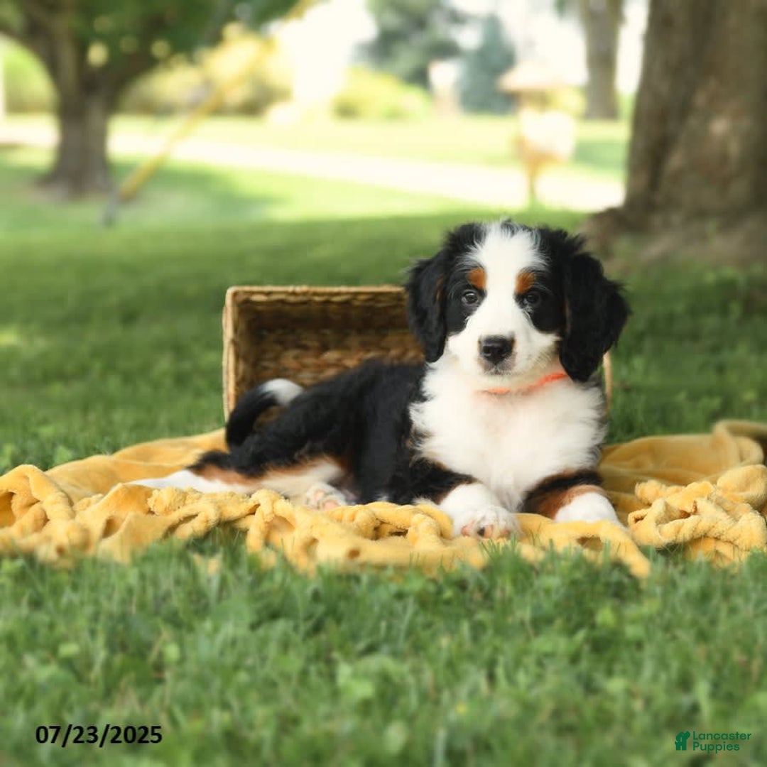 Bernedoodle dogs for sale: Pepper - Image 5