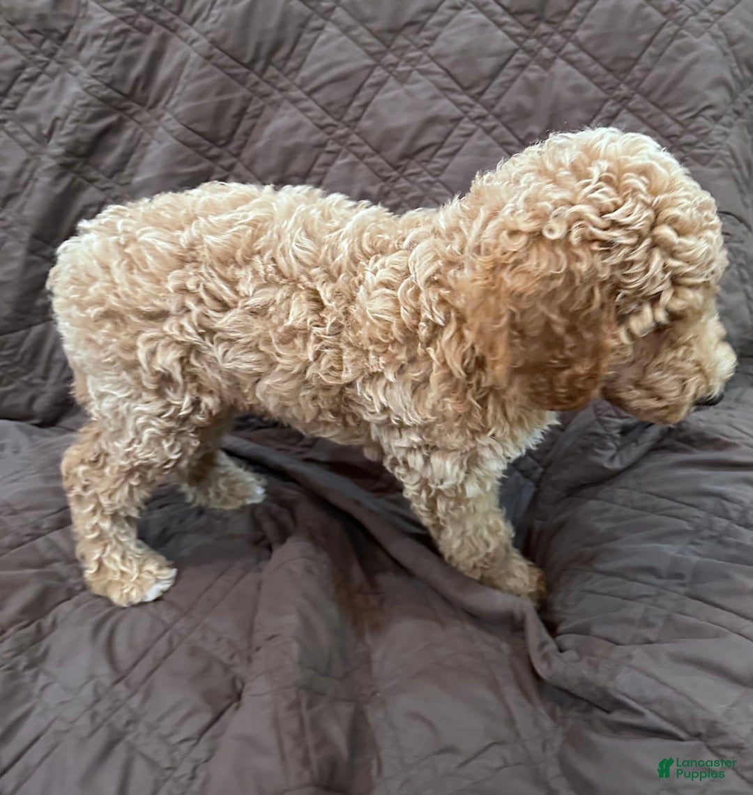 Standard Poodle dogs for sale: George Jefferson - Image 4