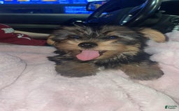 Yorkshire Terrier dogs for sale: Charlie - Image 3