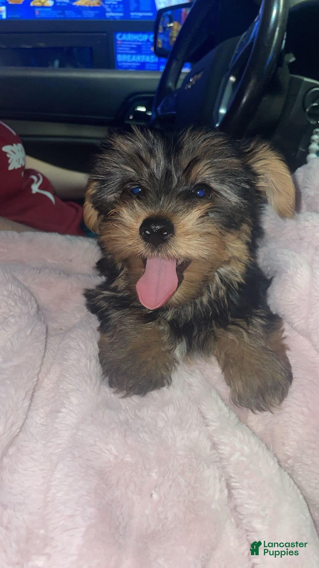 Yorkshire Terrier dogs for sale: Charlie - Image 3
