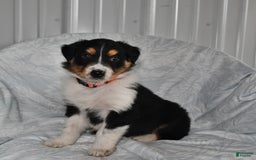 Australian Shepherd dogs for sale: Cookie - Image 10