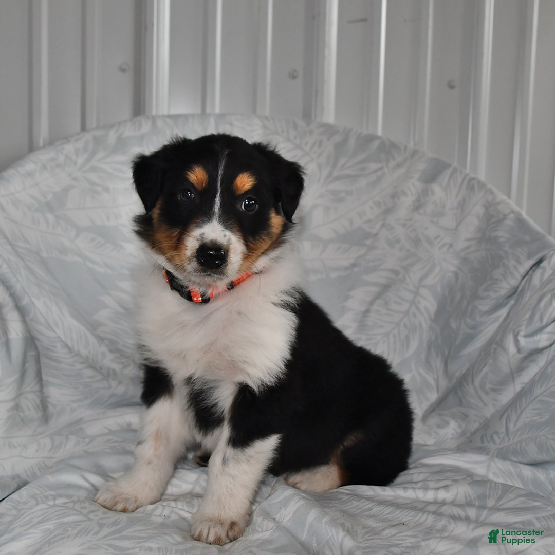 Australian Shepherd dogs for sale: Cookie - Image 10